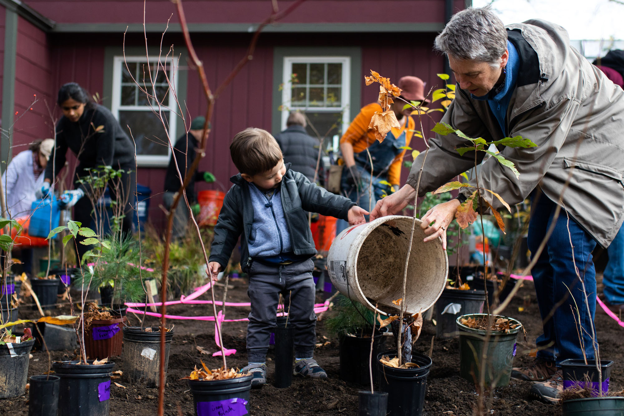 Francis Dobbs, 3, helps tip a bucket to water a plant in Cambridge’s first ever Miyawaki Forest Saturday morning. More than three dozen Cambridge residents gathered to plant more than 40 species of plants native to New England in a single front yard to guard against biodiversity loss.