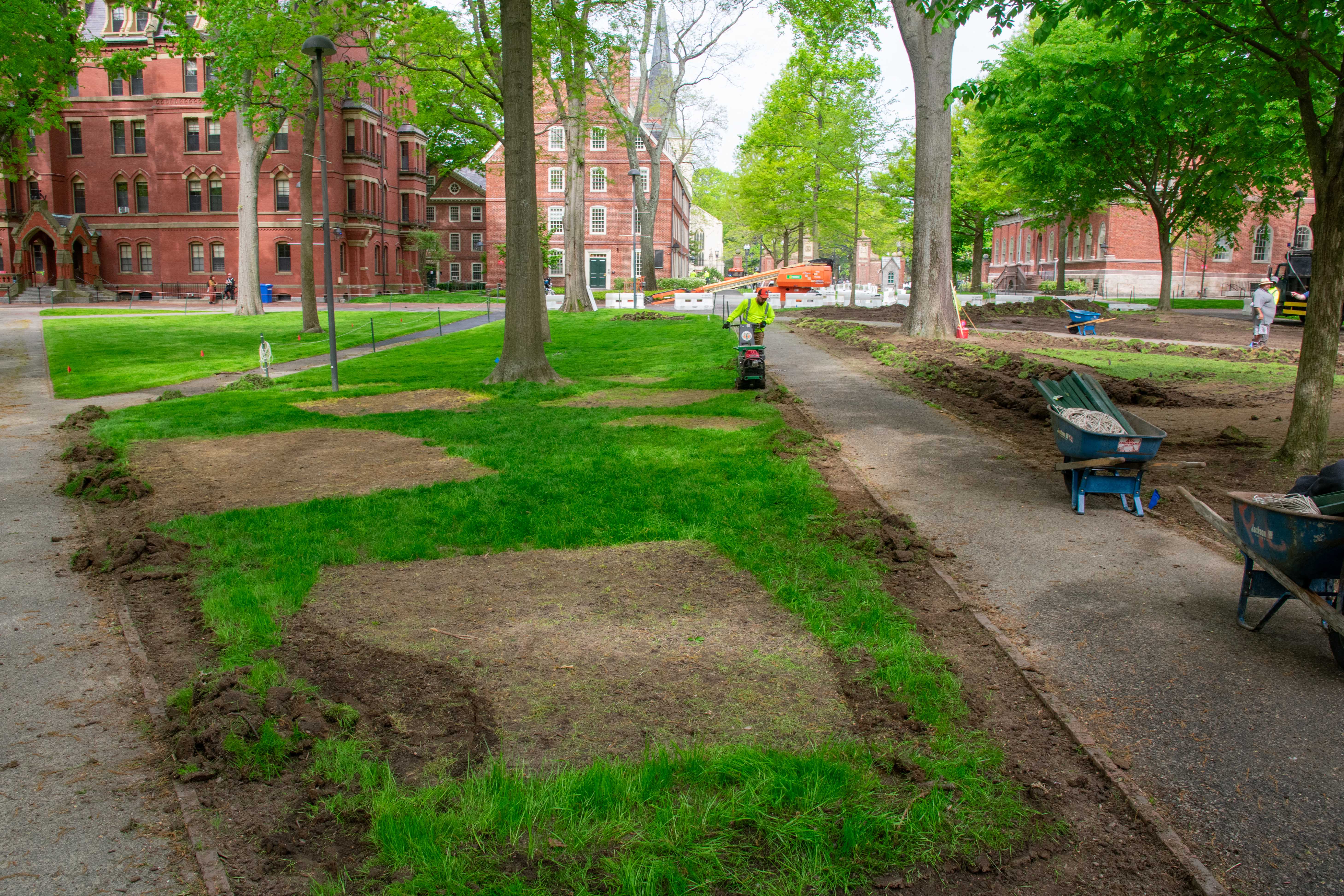 Harvard Yard Operations employees tear up the grass where the encampment stood and work the soil before laying down new grass ahead of the May 23 Commencement ceremony.